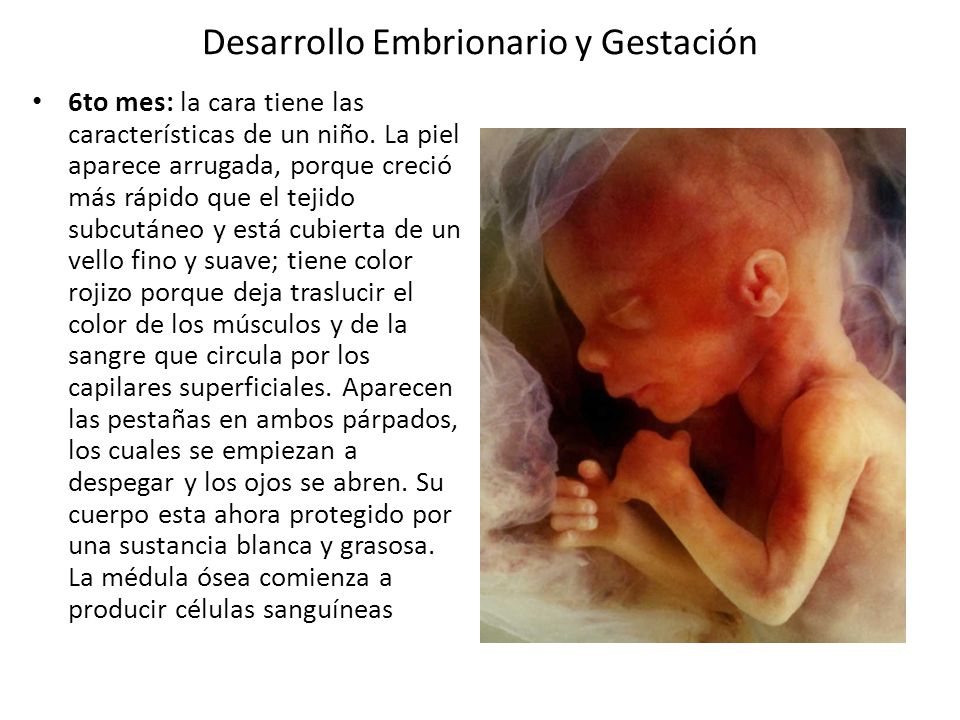 Desarrollo Embrionario y Gestación