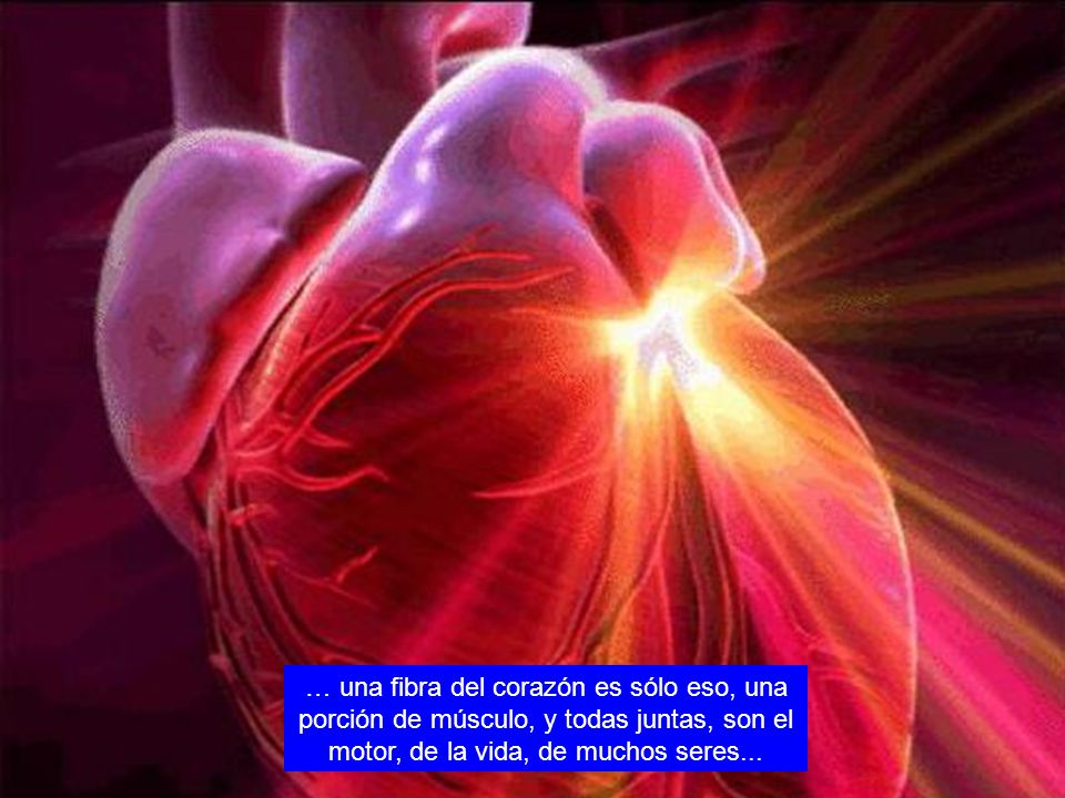 … una fibra del corazón es sólo eso, una porción de músculo, y todas juntas, son el motor, de la vida, de muchos seres...