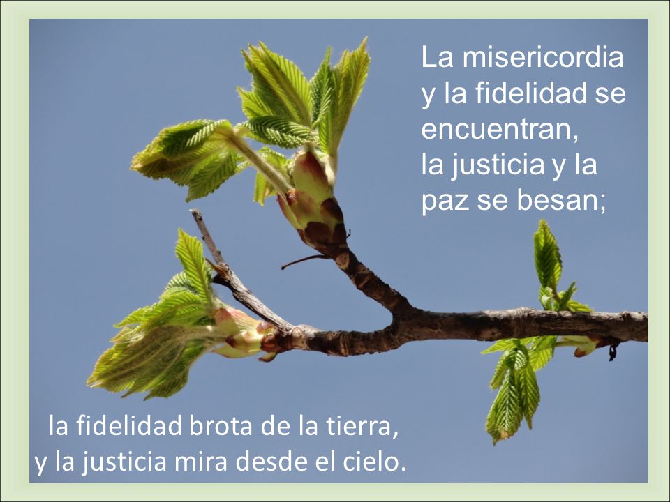 la fidelidad brota de la tierra, y la justicia mira desde el cielo.