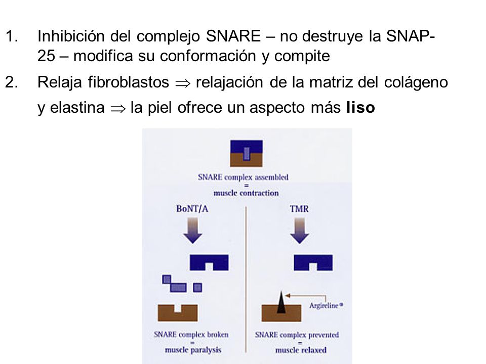 Inhibición del complejo SNARE – no destruye la SNAP-25 – modifica su conformación y compite