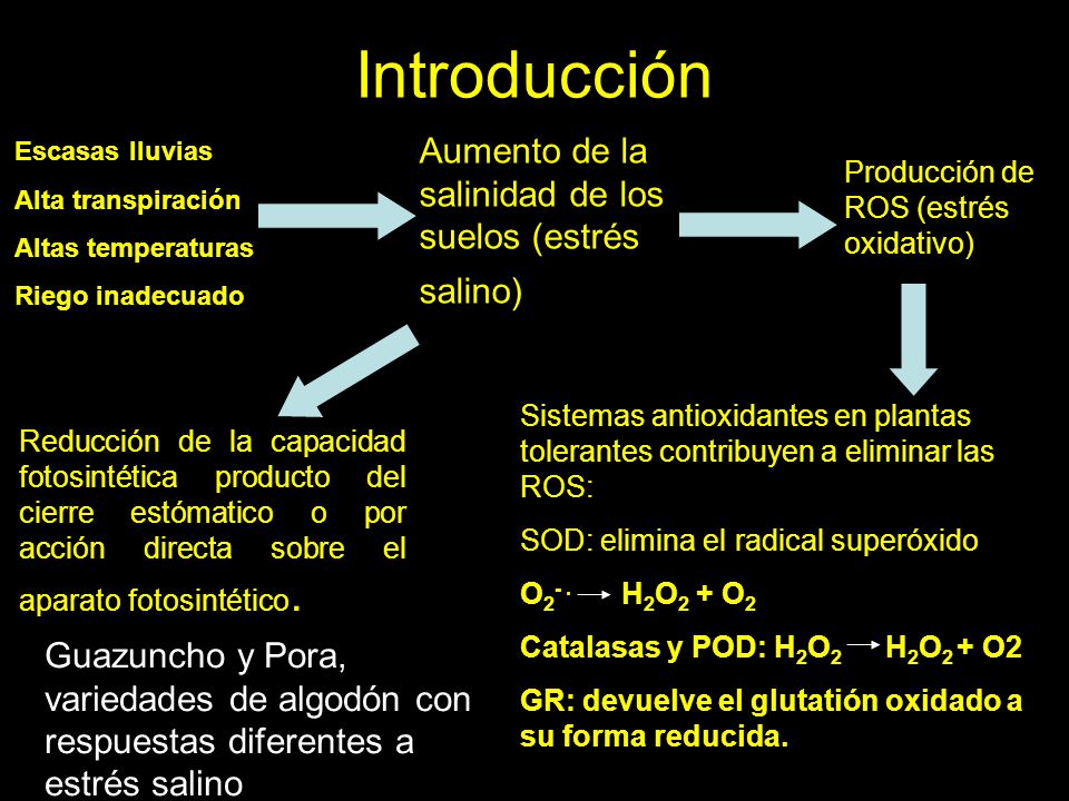 Introducción Aumento de la salinidad de los suelos (estrés salino)