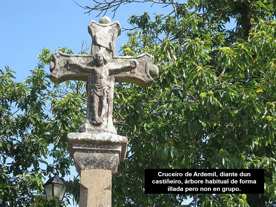 Cruceiro de Ardemil, diante dun castiñeiro, árbore habitual de forma illada pero non en grupo.