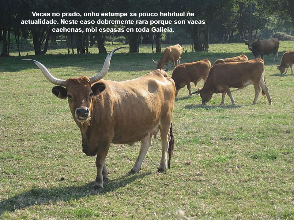Vacas no prado, unha estampa xa pouco habitual na actualidade