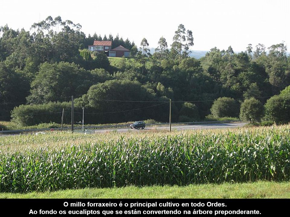 O millo forraxeiro é o principal cultivo en todo Ordes.