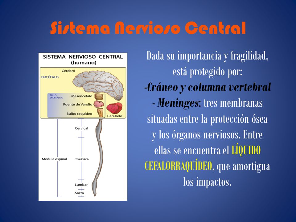 Sistema Nervioso Central