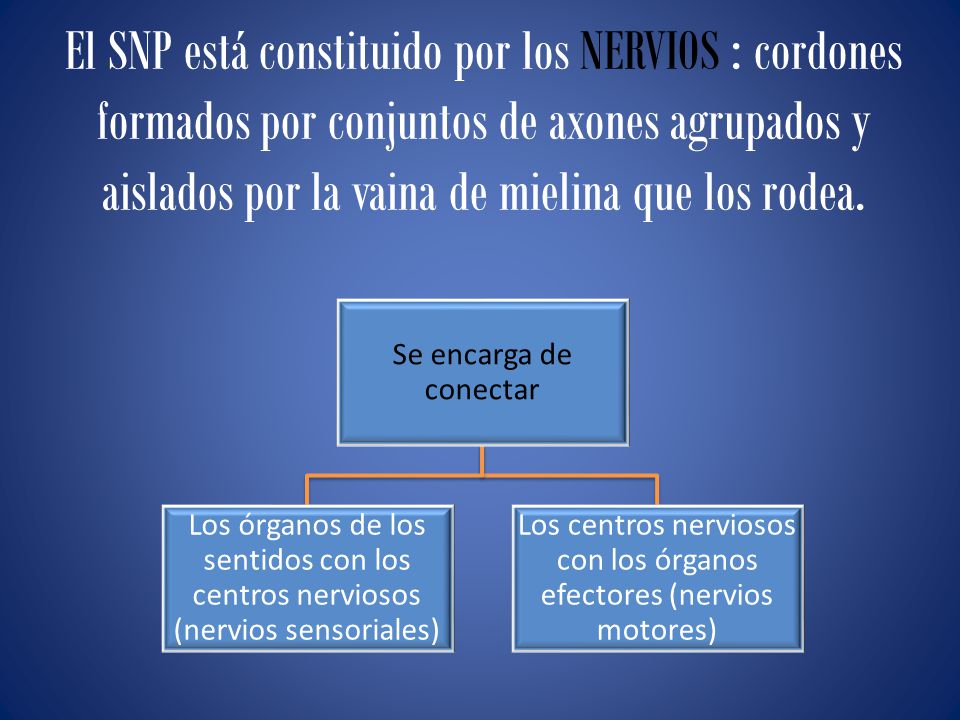 Los centros nerviosos con los órganos efectores (nervios motores)