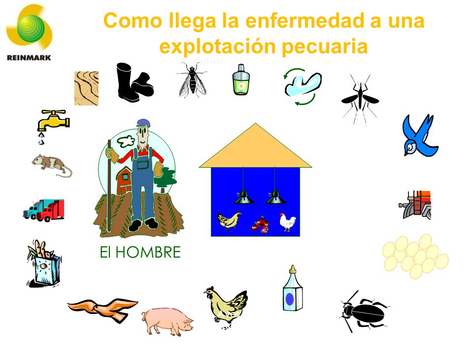 Como llega la enfermedad a una