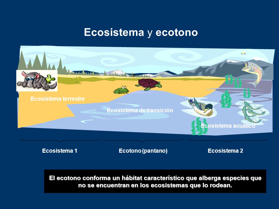 Ecosistema de transición