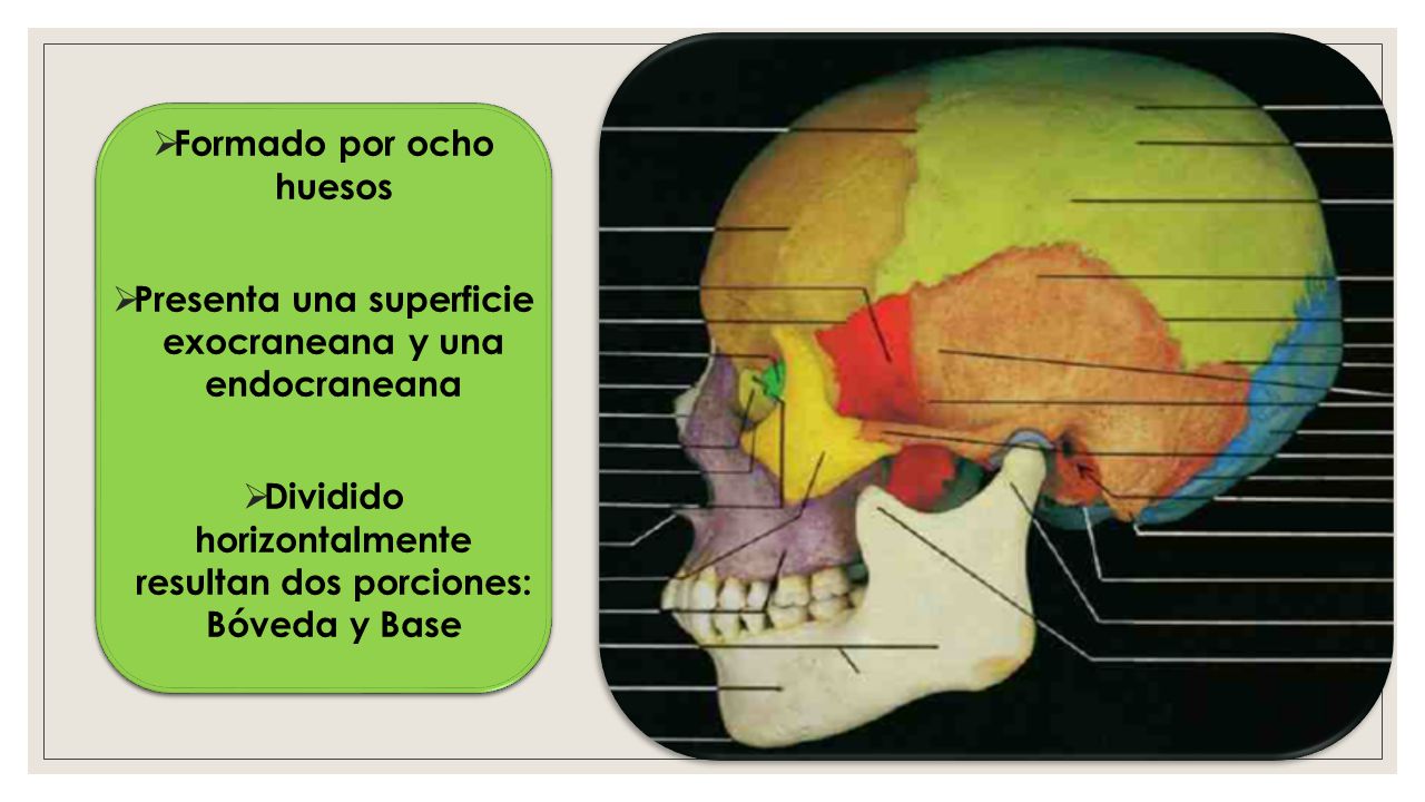 Formado por ocho huesos