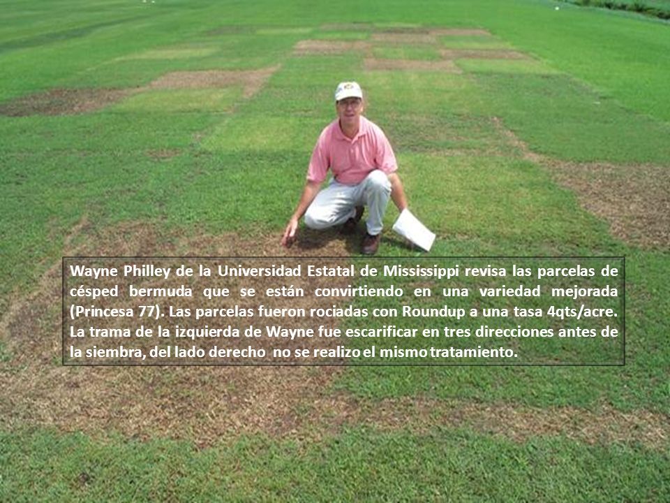 Wayne Philley de la Universidad Estatal de Mississippi revisa las parcelas de césped bermuda que se están convirtiendo en una variedad mejorada (Princesa 77).