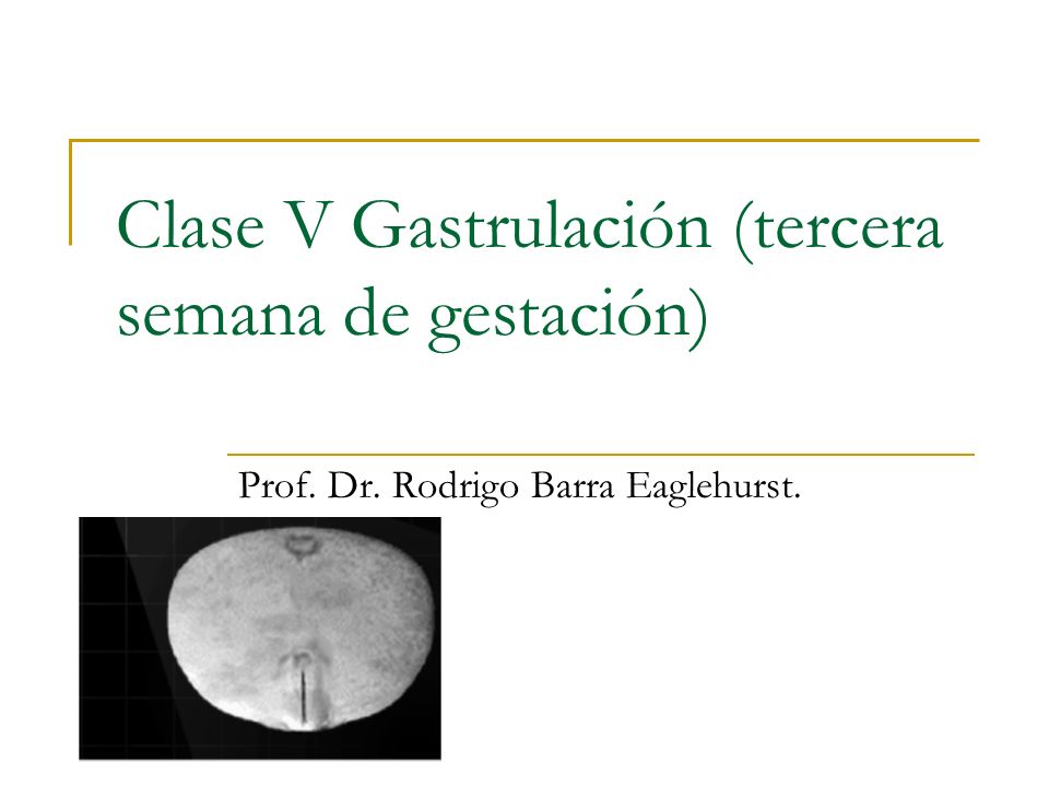 Clase V Gastrulación (tercera semana de gestación)