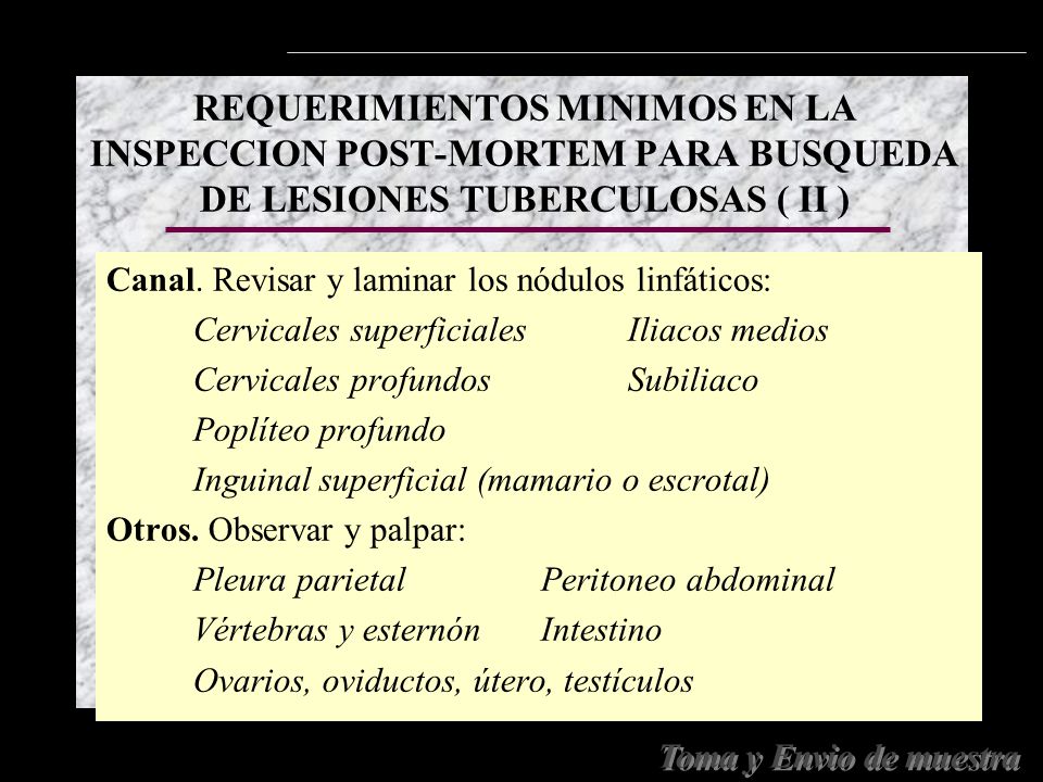 REQUERIMIENTOS MINIMOS EN LA INSPECCION POST-MORTEM PARA BUSQUEDA DE LESIONES TUBERCULOSAS ( II )