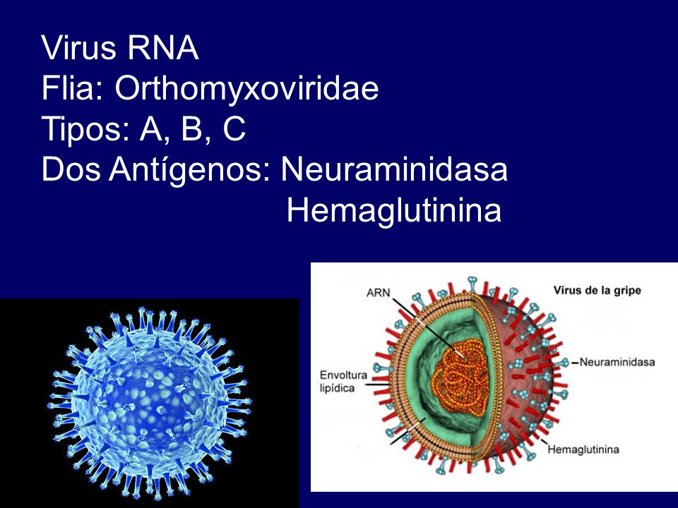 Virus RNA Flia: Orthomyxoviridae Tipos: A, B, C Dos Antígenos: Neuraminidasa Hemaglutinina