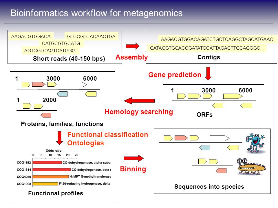 Bioinformatics workflow for metagenomics