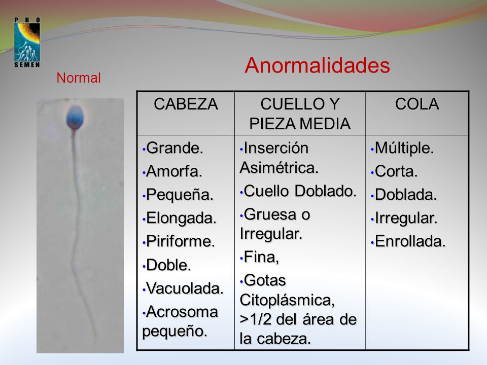 Anormalidades CABEZA CUELLO Y PIEZA MEDIA COLA Grande. Amorfa.