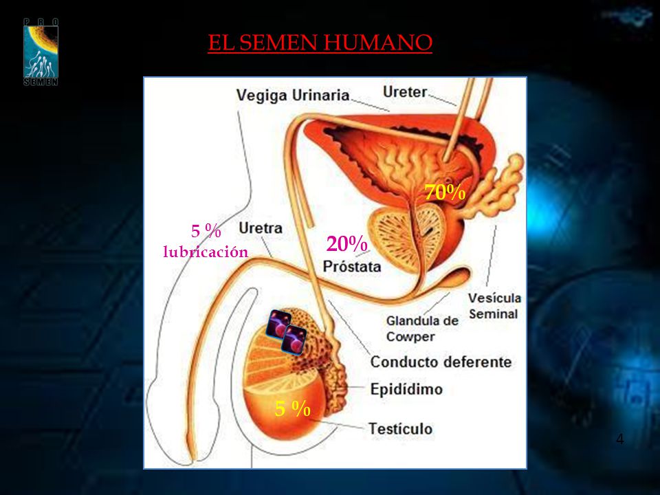 EL SEMEN HUMANO 70% 5 % lubricación 20% 5 % 4