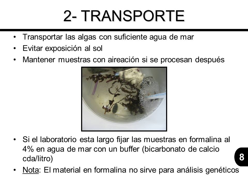 2- TRANSPORTE Transportar las algas con suficiente agua de mar