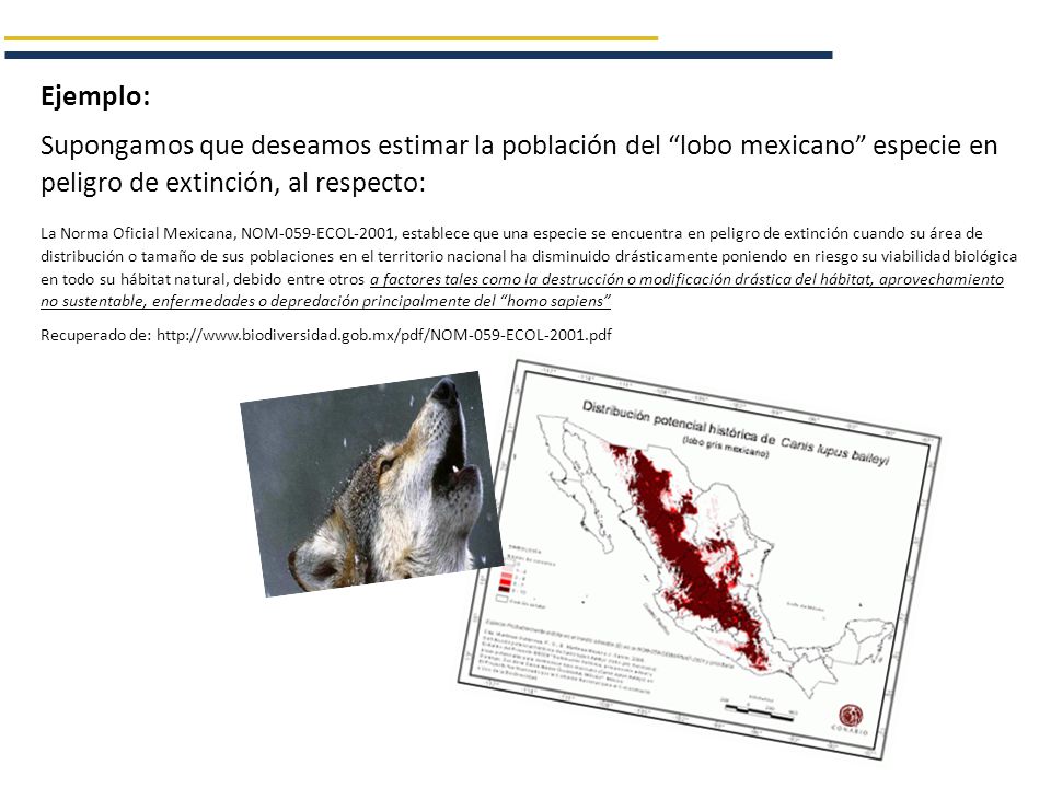 Ejemplo: Supongamos que deseamos estimar la población del lobo mexicano especie en peligro de extinción, al respecto: