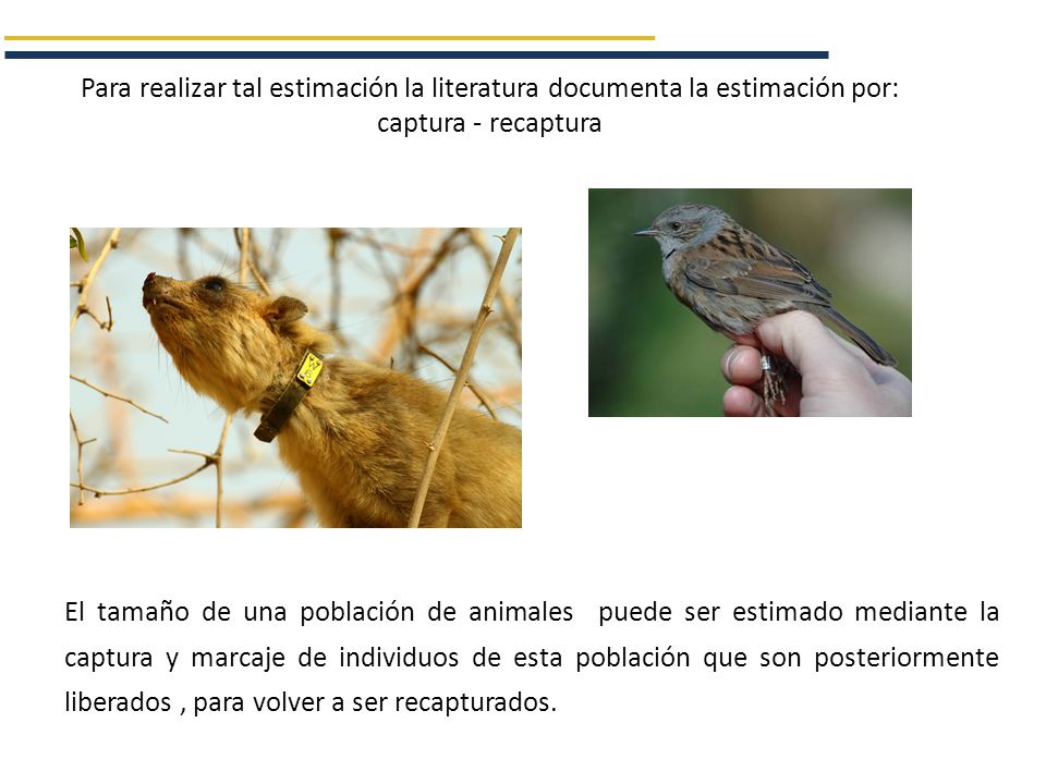 Para realizar tal estimación la literatura documenta la estimación por: captura - recaptura