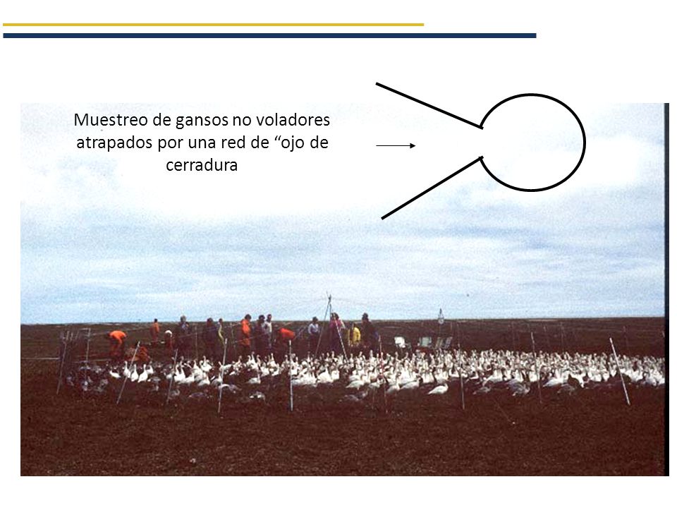 Muestreo de gansos no voladores atrapados por una red de ojo de cerradura