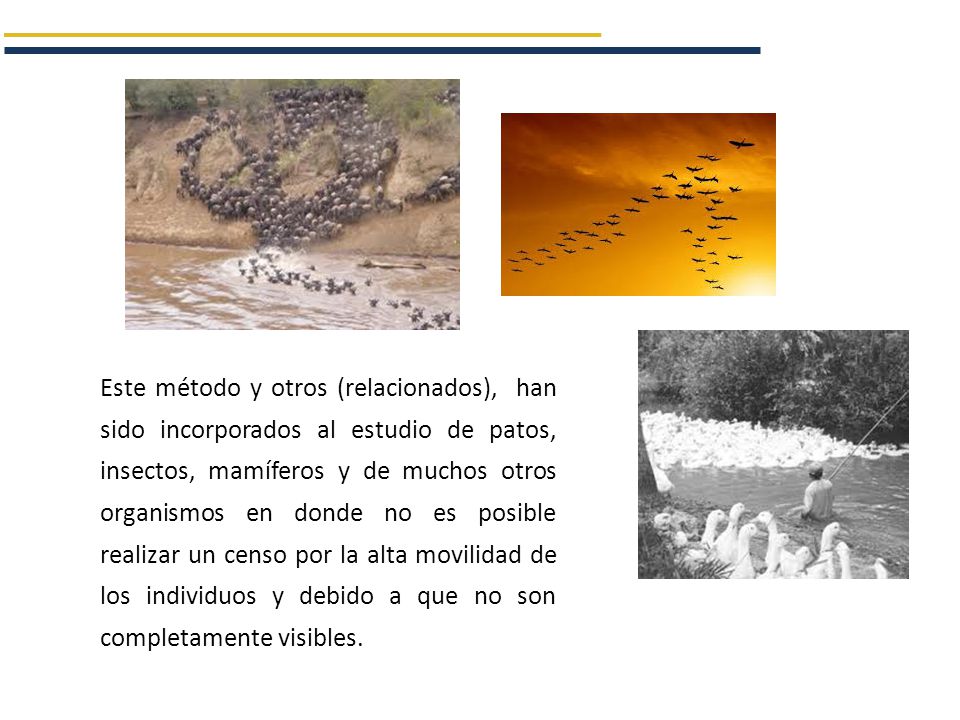 Este método y otros (relacionados), han sido incorporados al estudio de patos, insectos, mamíferos y de muchos otros organismos en donde no es posible realizar un censo por la alta movilidad de los individuos y debido a que no son completamente visibles.