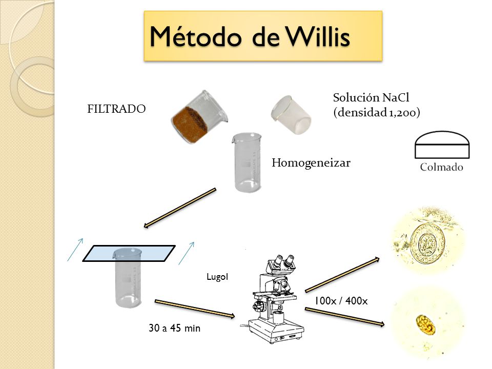 Método de Willis Solución NaCl (densidad 1,200) FILTRADO Homogeneizar