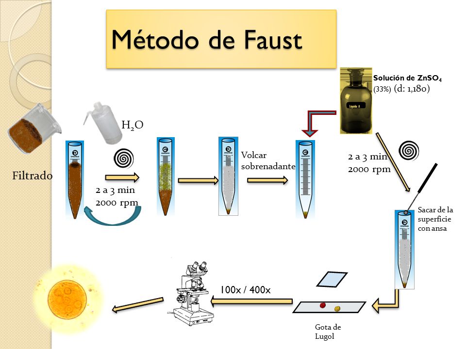 Método de Faust H2O Filtrado 2 a 3 min 2000 rpm 100x / 400x