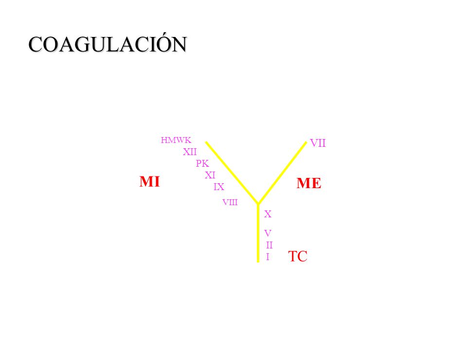 COAGULACIÓN ME TC MI HMWK XII PK XI IX VIII VII X V II I