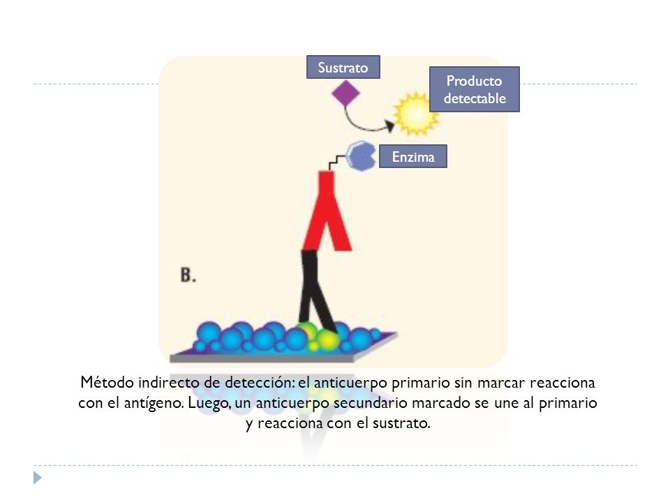 Sustrato Producto detectable. Enzima.
