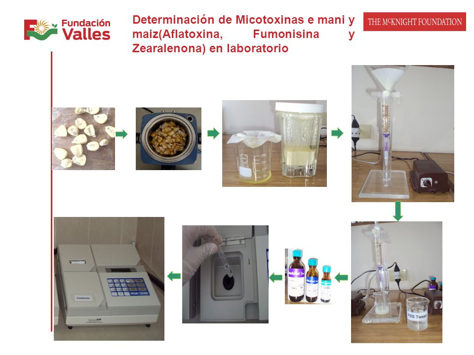 Determinación de Micotoxinas e mani y maiz(Aflatoxina, Fumonisina y Zearalenona) en laboratorio