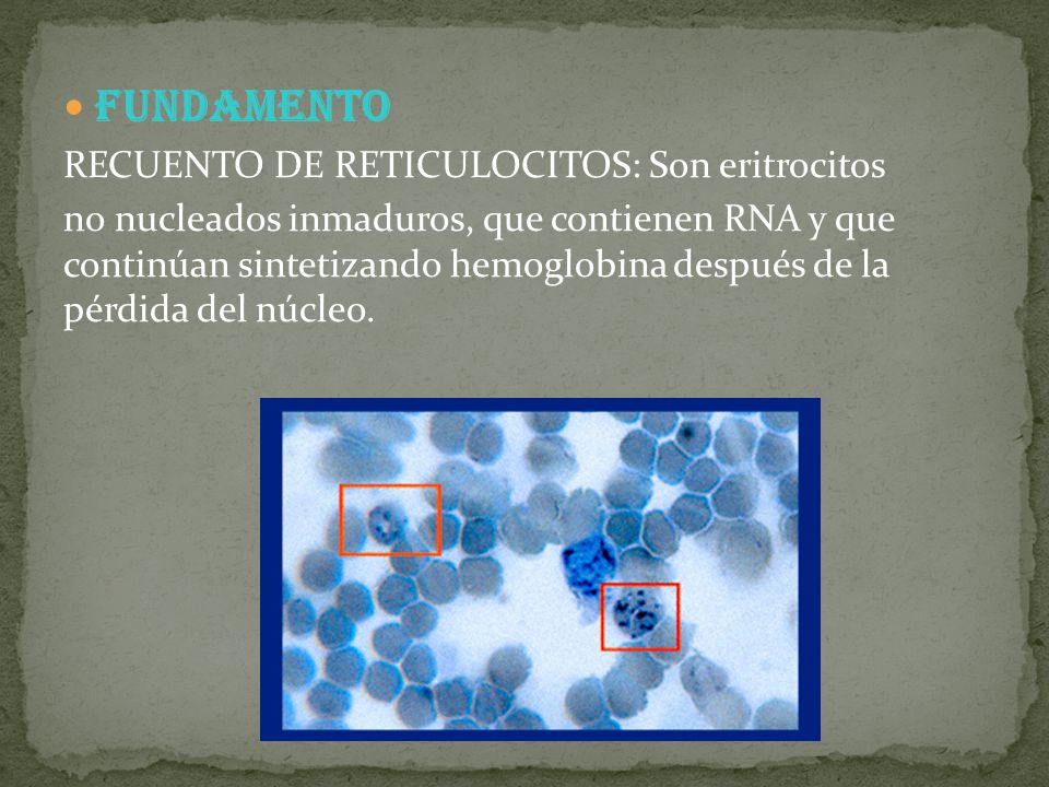 FUNDAMENTO RECUENTO DE RETICULOCITOS: Son eritrocitos