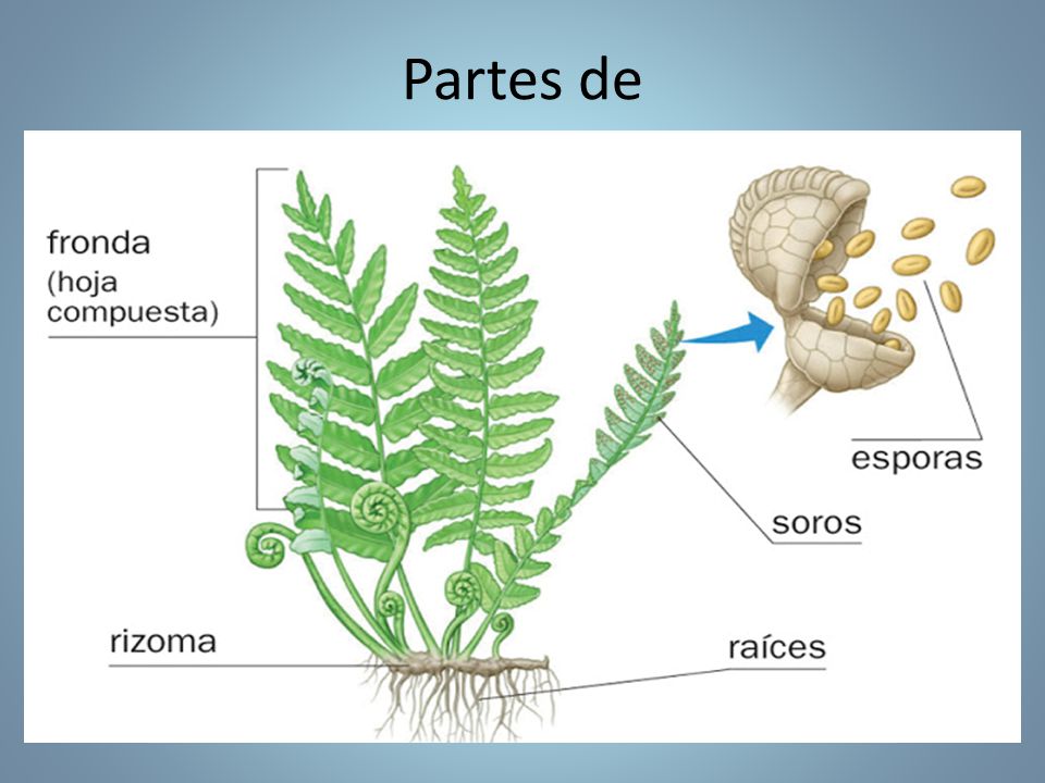 Partes de