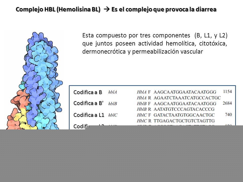 Complejo HBL (Hemolisina BL)  Es el complejo que provoca la diarrea