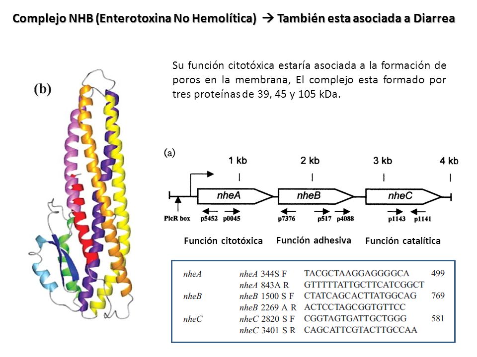 Complejo NHB (Enterotoxina No Hemolítica)  También esta asociada a Diarrea