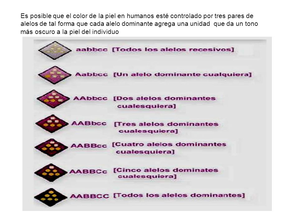 Es posible que el color de la piel en humanos esté controlado por tres pares de alelos de tal forma que cada alelo dominante agrega una unidad que da un tono más oscuro a la piel del individuo