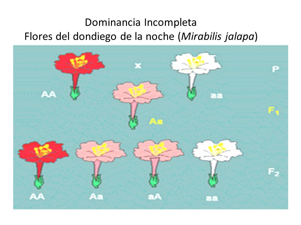 Dominancia Incompleta Flores del dondiego de la noche (Mirabilis jalapa)
