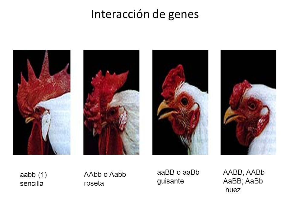 Interacción de genes aaBB o aaBb guisante AABB; AABb AaBB; AaBb nuez