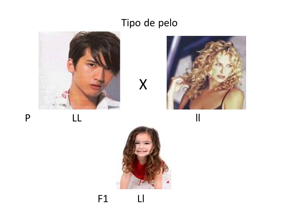 Tipo de pelo X P LL ll F1 Ll
