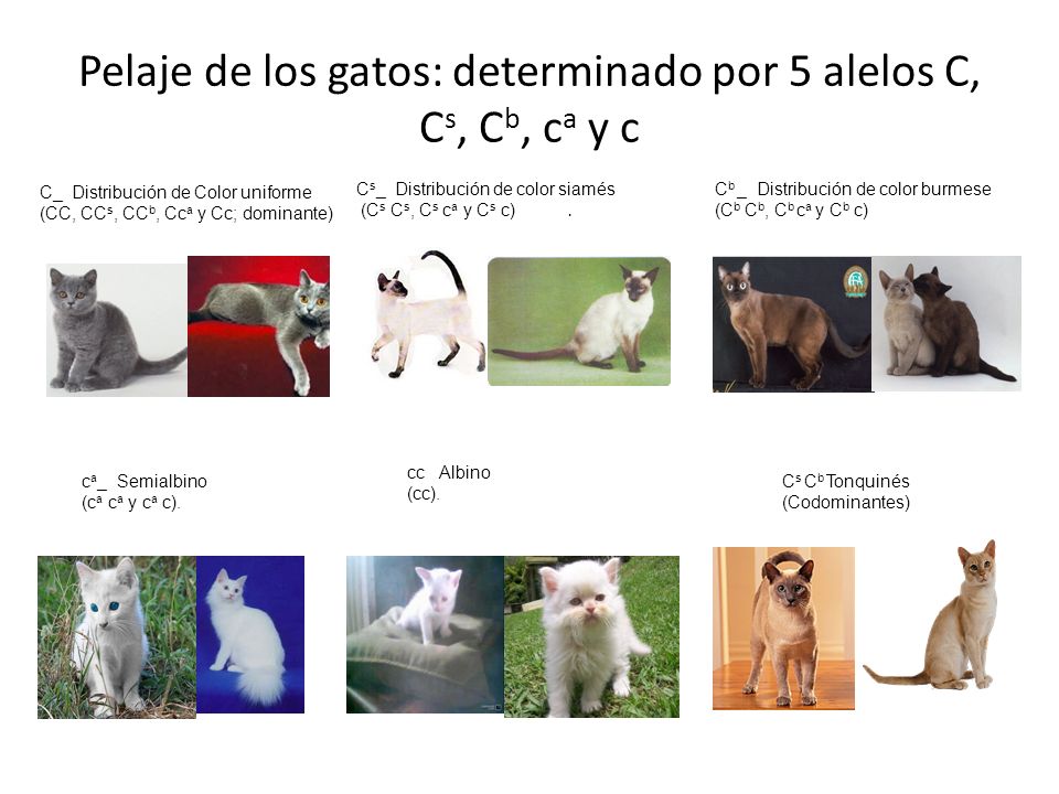 Pelaje de los gatos: determinado por 5 alelos C, Cs, Cb, ca y c