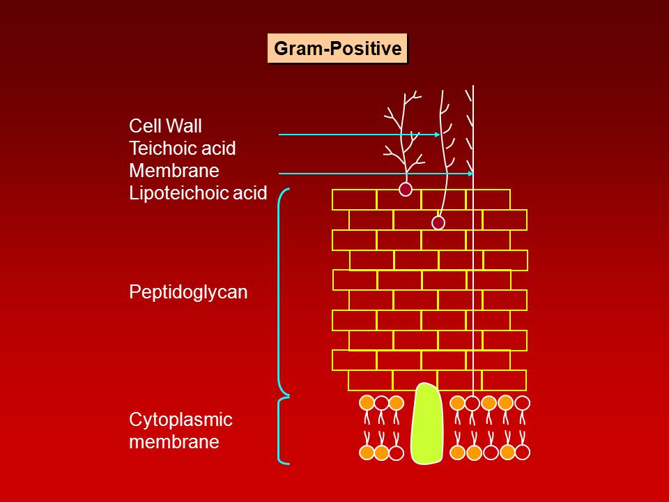 Gram-Positive Cell Wall Teichoic acid Membrane Lipoteichoic acid Peptidoglycan Cytoplasmic membrane