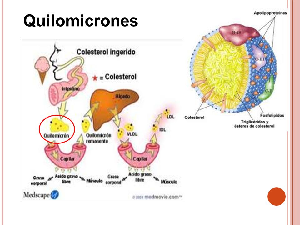 Quilomicrones