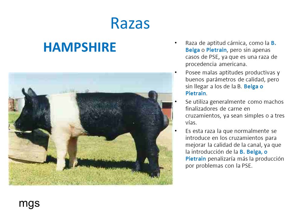 Razas HAMPSHIRE. Raza de aptitud cárnica, como la B. Belga o Pietrain, pero sin apenas casos de PSE, ya que es una raza de procedencia americana.