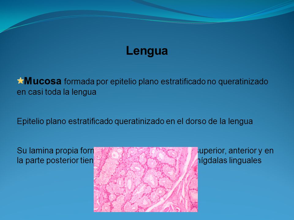 Lengua. Mucosa formada por epitelio plano estratificado no queratinizado en casi toda la lengua.