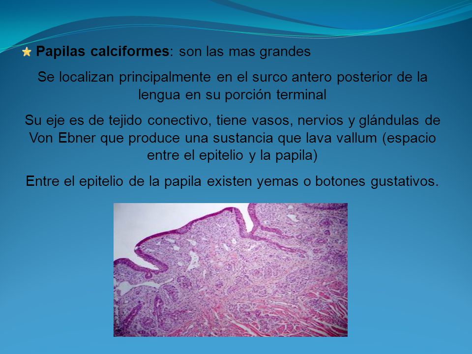 Entre el epitelio de la papila existen yemas o botones gustativos.