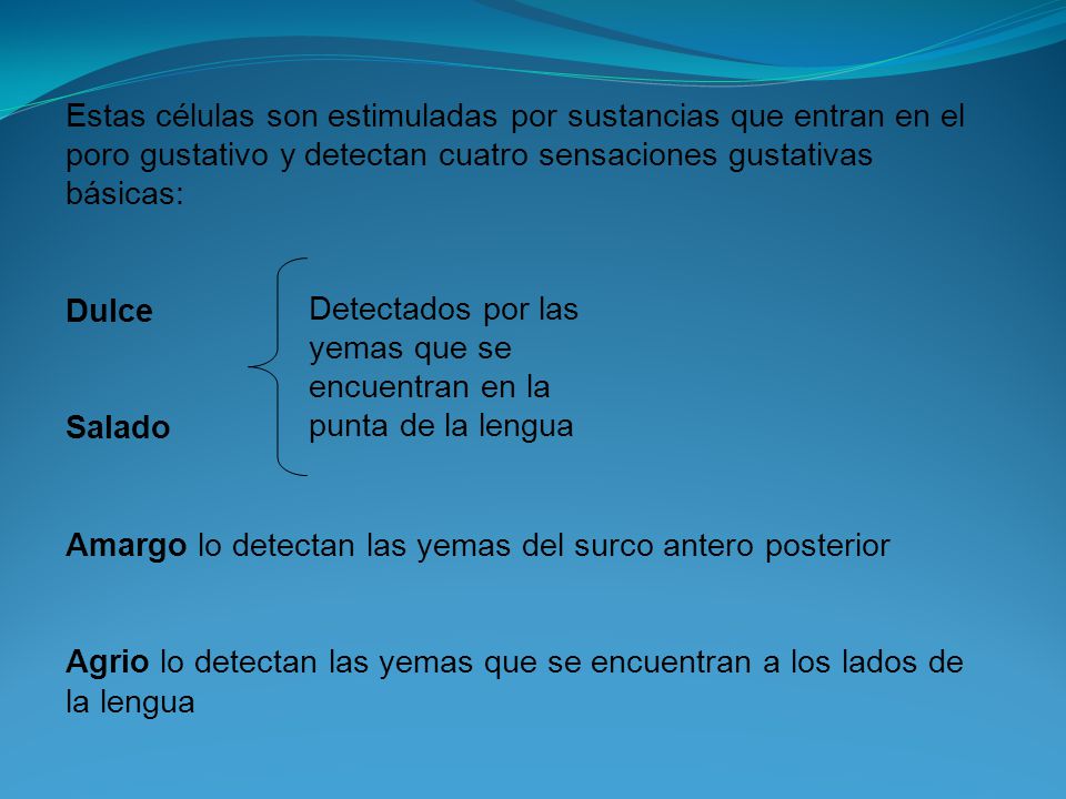 Estas células son estimuladas por sustancias que entran en el poro gustativo y detectan cuatro sensaciones gustativas básicas: