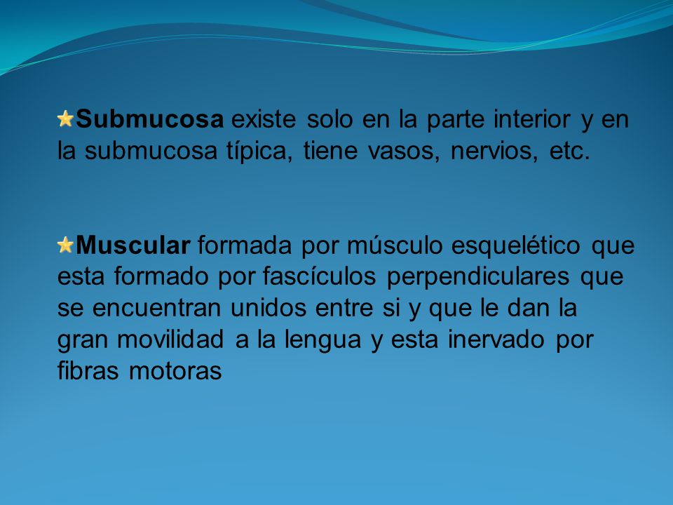 Submucosa existe solo en la parte interior y en la submucosa típica, tiene vasos, nervios, etc.