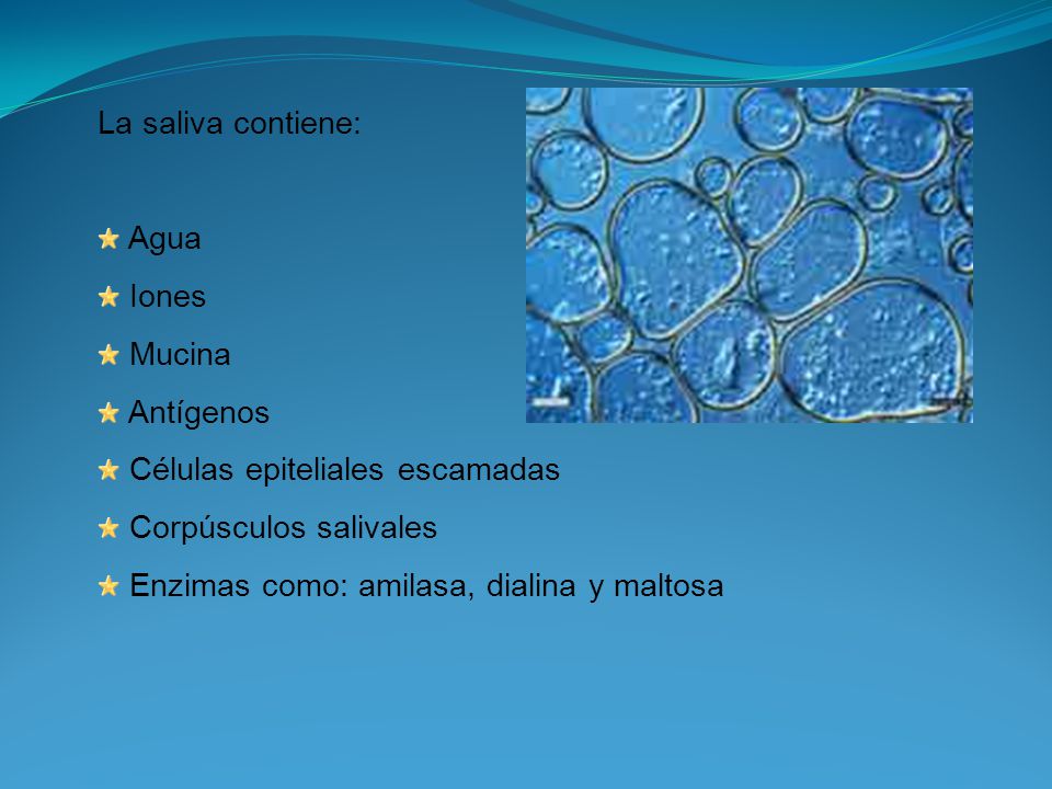 La saliva contiene: Agua. Iones. Mucina. Antígenos. Células epiteliales escamadas. Corpúsculos salivales.