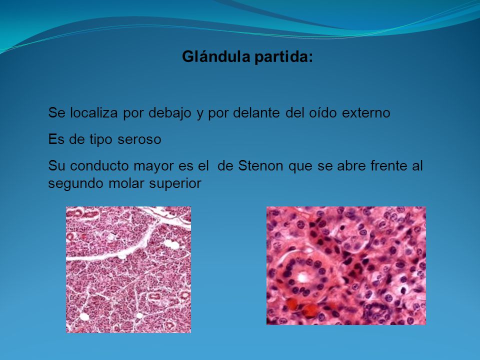 Glándula partida: Se localiza por debajo y por delante del oído externo. Es de tipo seroso.
