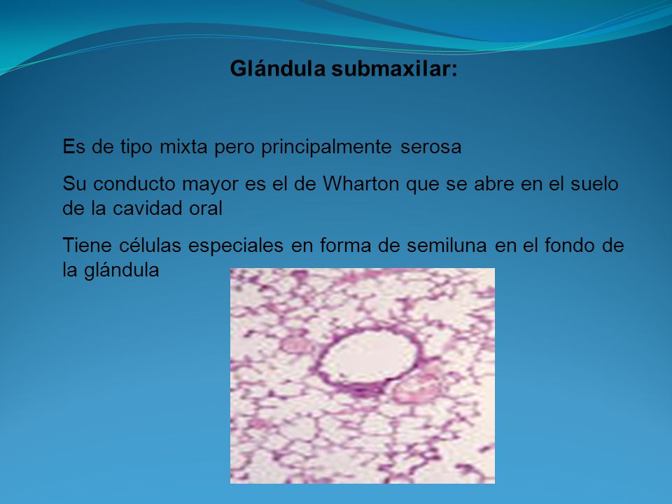 Glándula submaxilar: Es de tipo mixta pero principalmente serosa