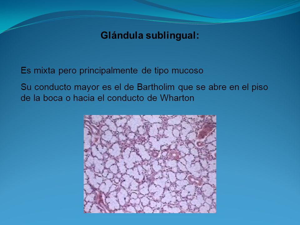Glándula sublingual: Es mixta pero principalmente de tipo mucoso